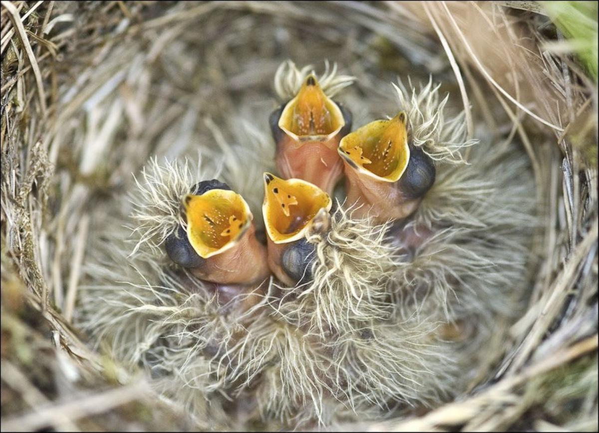 Гнездо жаворонка с птенцами