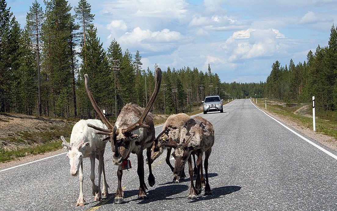 Олень дорожный. Олень на дороге. Олени в Финляндии на дороге. Олененок на дороге. Дорога на севере с оленями.