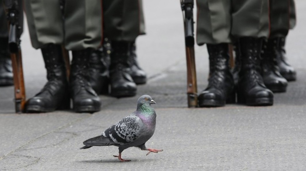 Военный голубь картинка