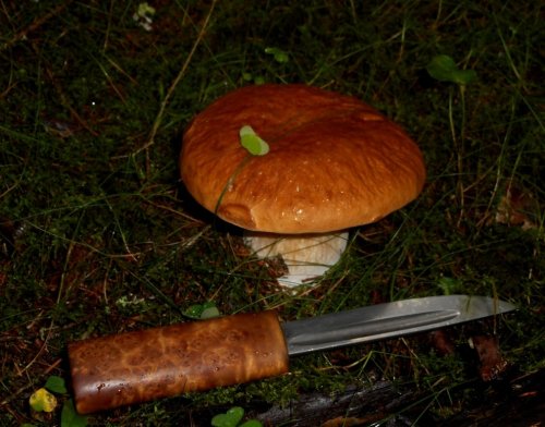 нож и гриб.jpg