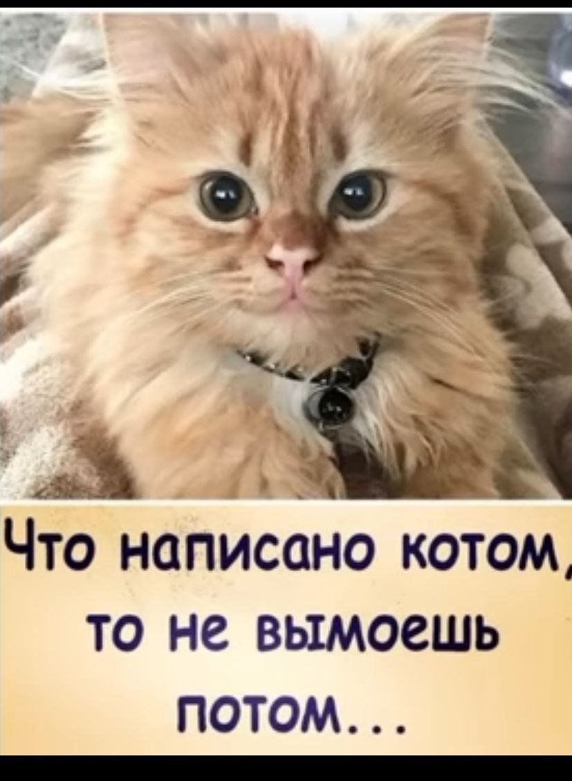 Записать кота