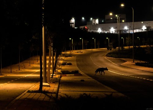 Urban-Striped-Hyena-.jpg