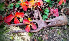 Ж 2025_11_01 вильцы_10+т.jpg