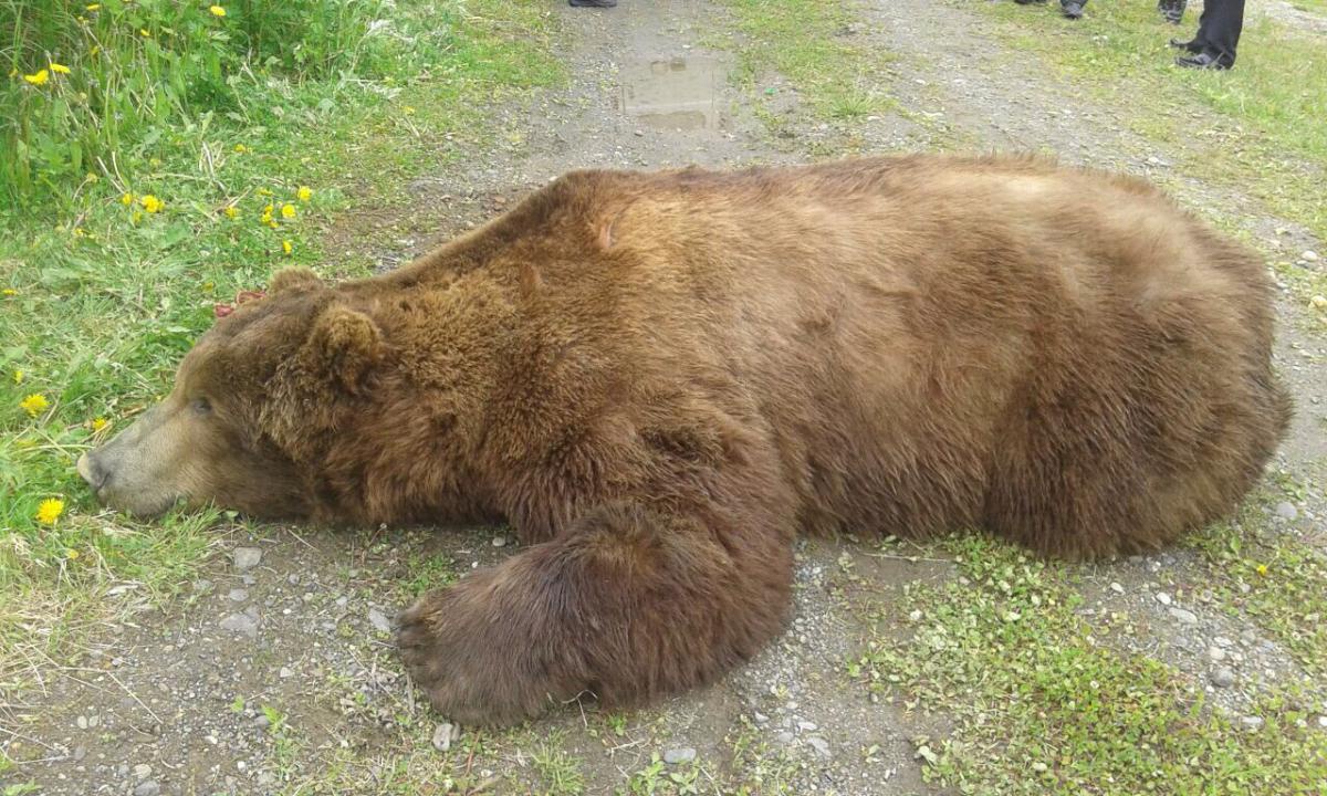 В ханты мансийске медведь раскопал могилу фото