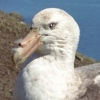 White_Petrel